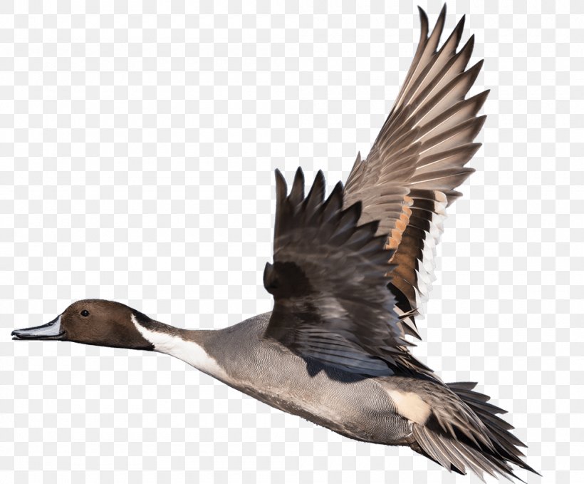 Duck Goose Bird Feather Beak, PNG, 1000x829px, Duck, Beak, Bird, Bird Migration, Casualty Download Free