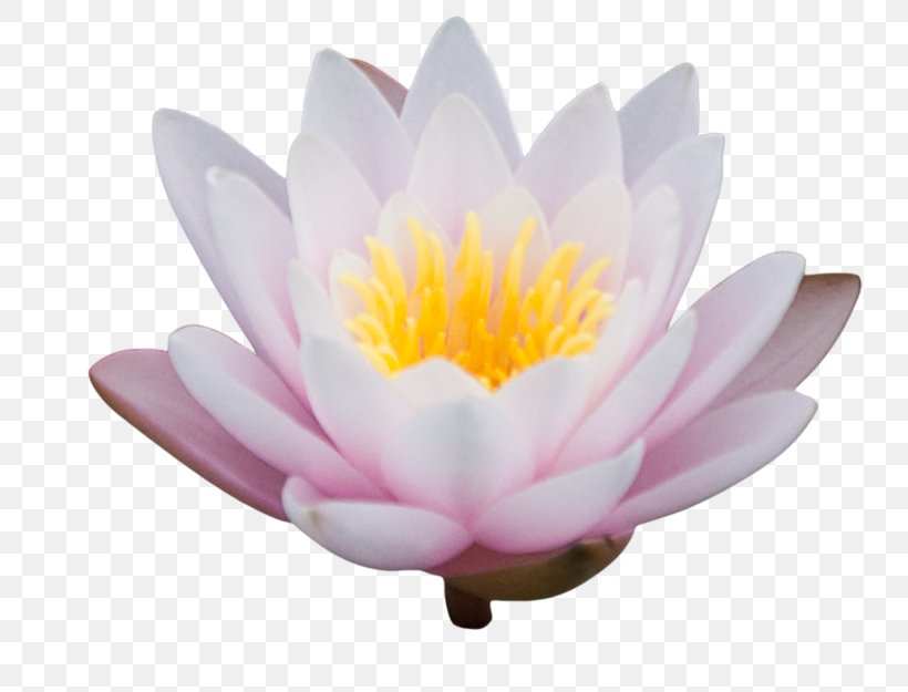 Nelumbo Nucifera Floral Design Clip Art, PNG, 800x625px, Nelumbo ...