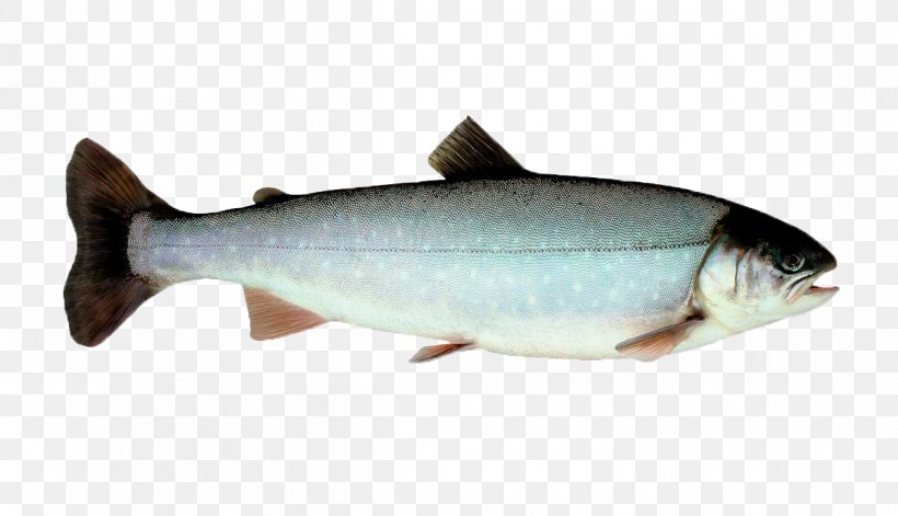 Sardine Coho Salmon Fish Norway Trout, PNG, 1199x689px, Sardine, Atlantic Halibut, Atlantic Herring, Atlantic Mackerel, Bony Fish Download Free