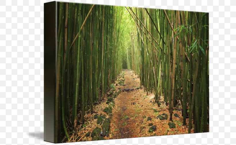 Bamboo Temperate Broadleaf And Mixed Forest Biome Tree, PNG, 650x504px, Bamboo, Art, Bamboo Painting, Biome, Canvas Print Download Free