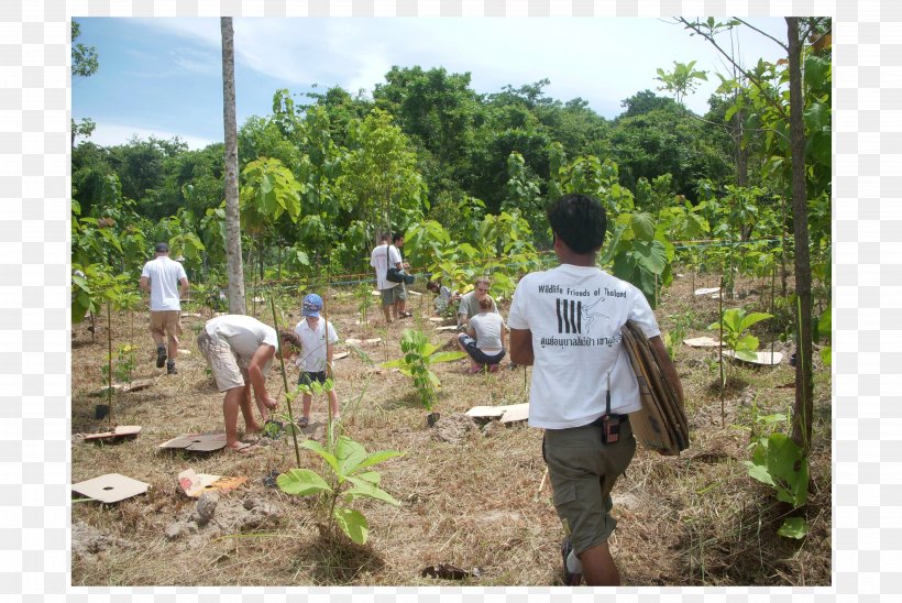 Forest Conservation In The United States Conservation Movement Wildlife, PNG, 3872x2592px, Forest, Agriculture, Community, Conservation, Conservation Movement Download Free