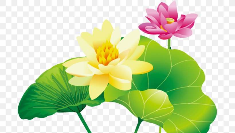 Inner Mongolia Ningxia Nelumbo Nucifera Clip Art, PNG, 695x463px, Inner Mongolia, Annual Plant, Aquatic Plant, Autonomous Regions Of China, Birthday Download Free