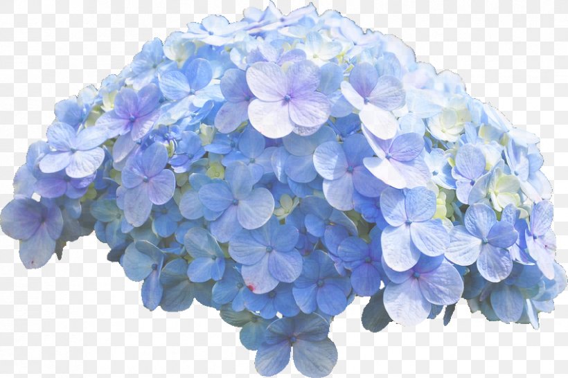 Lavender, PNG, 849x566px, Blue, Cornales, Cut Flowers, Flower, Flowering Plant Download Free