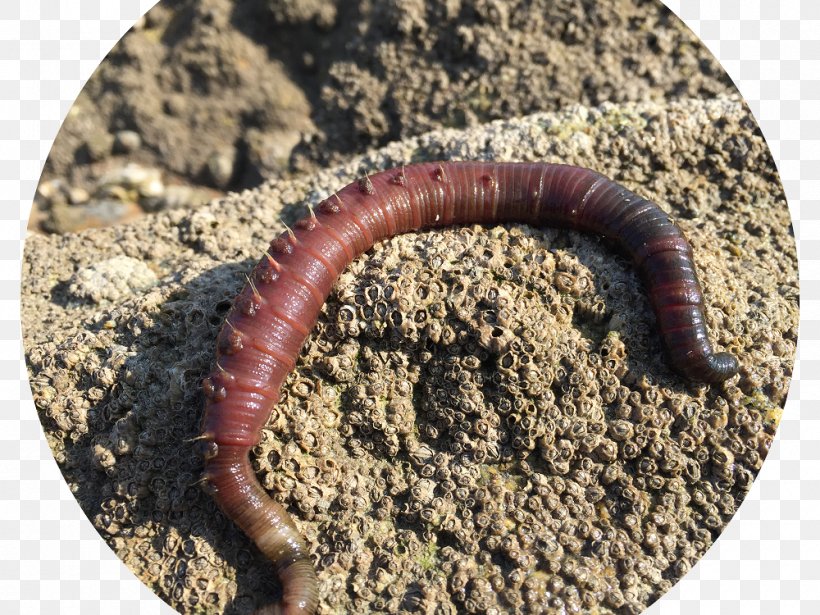 Lugworm Mealworm Earthworm Tide, PNG, 1000x750px, Worm, Bait, Earthworm, Fishing, Green Download Free