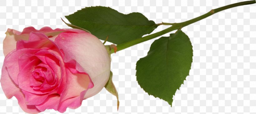Rose Pink Flower Clip Art, PNG, 1600x714px, Rose, Bud, Cut Flowers, Floribunda, Floristry Download Free