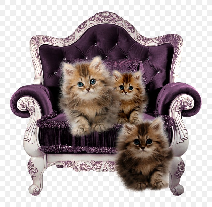 Club Chair Table Couch Throne, PNG, 800x800px, Chair, Carnivoran, Cat, Cat Like Mammal, Club Chair Download Free