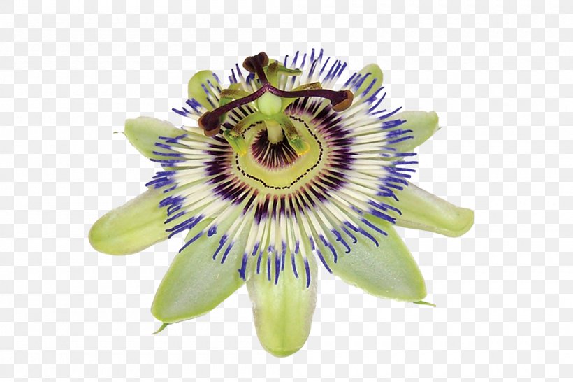 Purple Passionflower Dietary Supplement Passiflora Caerulea Giant Granadilla Extract, PNG, 1000x667px, Purple Passionflower, Dietary Supplement, Extract, Flower, Giant Granadilla Download Free