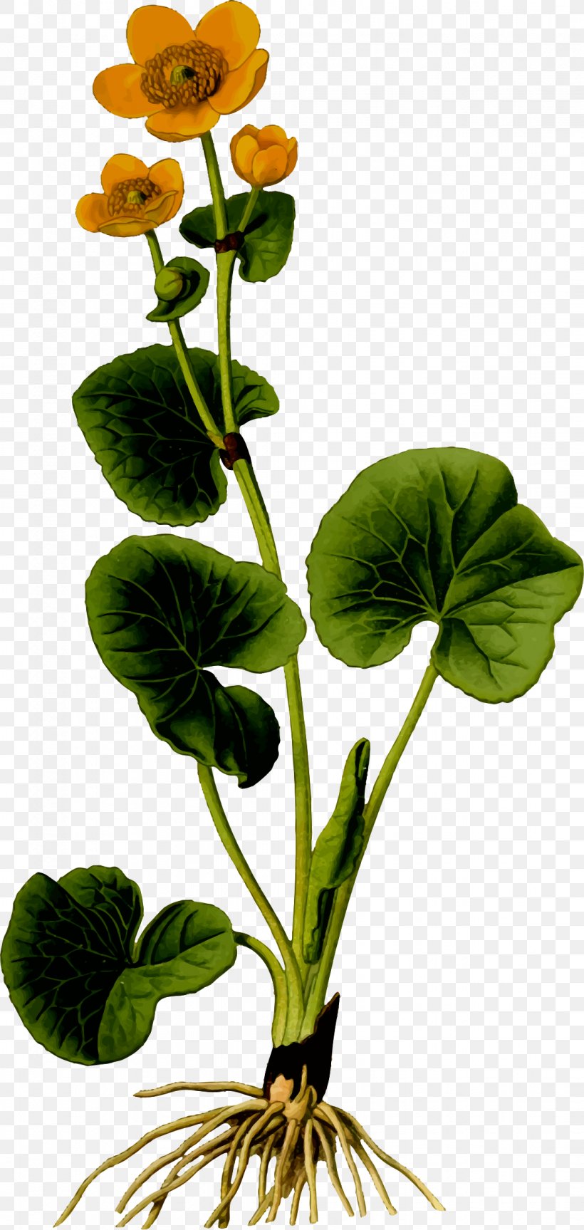 Flower Leaf Marsh Marigold, PNG, 1118x2355px, Flower, Annual Plant, Cut Flowers, Display Resolution, Flower Bouquet Download Free