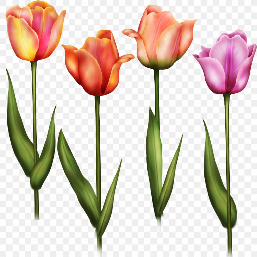 Flower Tulip Painting Clip Art, PNG, 2200x2200px, Flower, Bud, Cut Flowers, Drawing, Flowering Plant Download Free