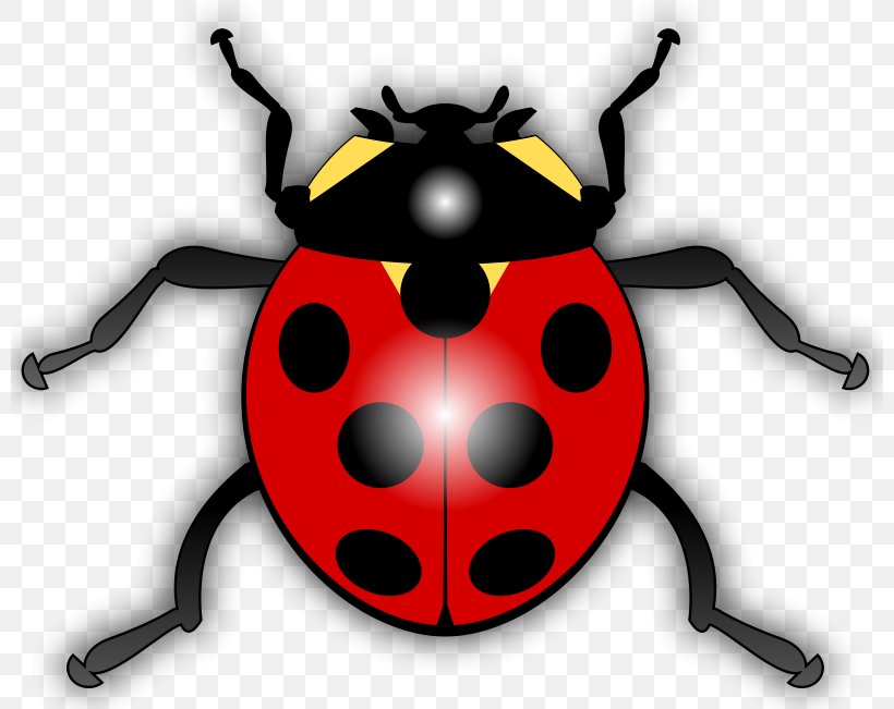 Ladybird Drawing Clip Art, PNG, 800x651px, Ladybird, Arthropod, Beetle, Blog, Cartoon Download Free