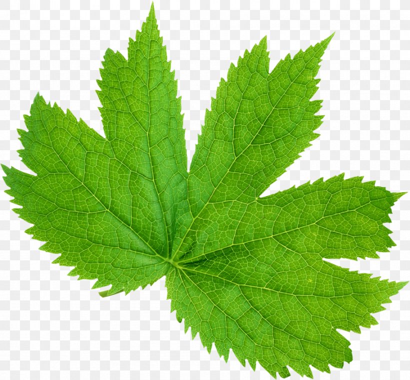Leaf Green Centella Asiatica, PNG, 911x844px, Leaf, Autumn, Autumn Leaf Color, Botany, Caprylic Acid Download Free