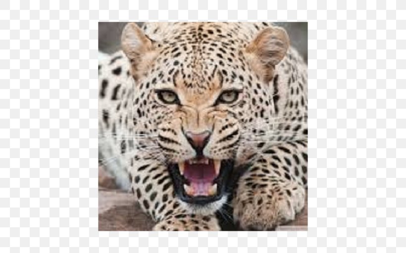 Leopard Cat Cheetah Felidae Jaguar, PNG, 512x512px, Leopard, Animal, Big Cat, Big Cats, Carnivoran Download Free