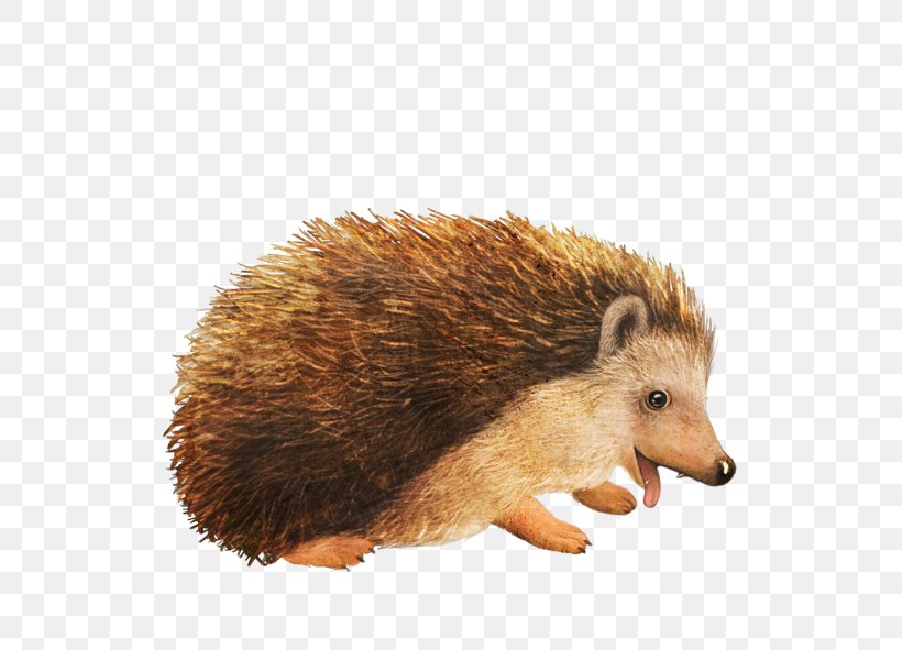 Amur Hedgehog Animal, PNG, 591x591px, Hedgehog, Amur Hedgehog, Animal, Domesticated Hedgehog, Drawing Download Free