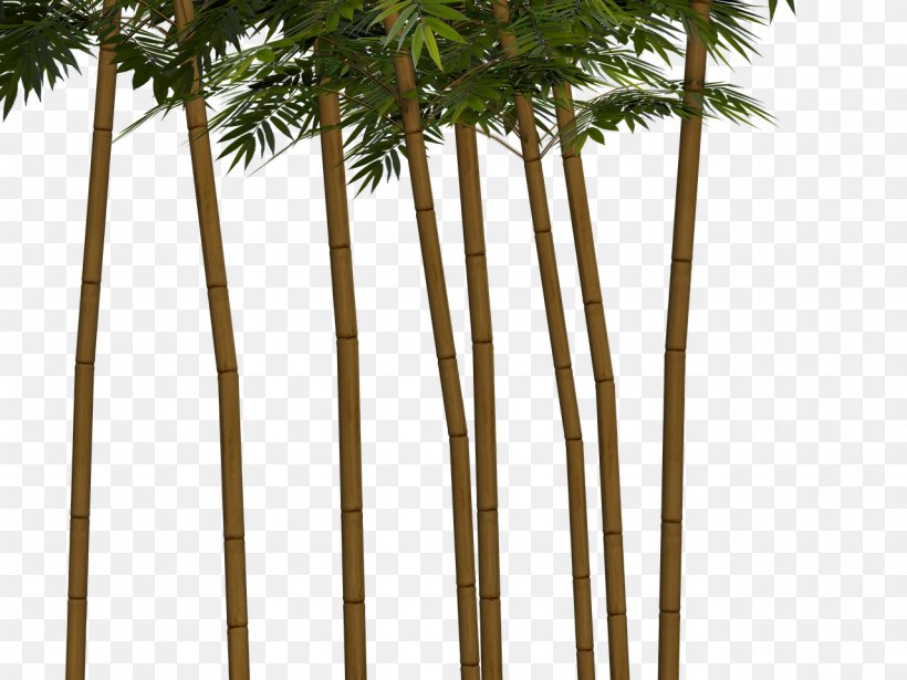 Bamboo Plant Bamboe Tree, PNG, 1280x960px, Bamboo, Arecaceae, Arecales, Bamboe, Bambu Kuning Download Free