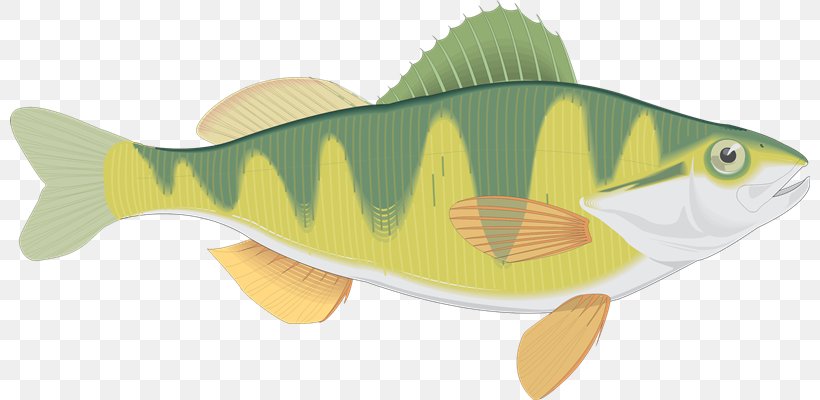 Blog Fish Yellow Perch Animaatio, PNG, 800x400px, Blog, Animaatio, Bony Fish, Cod, Fauna Download Free