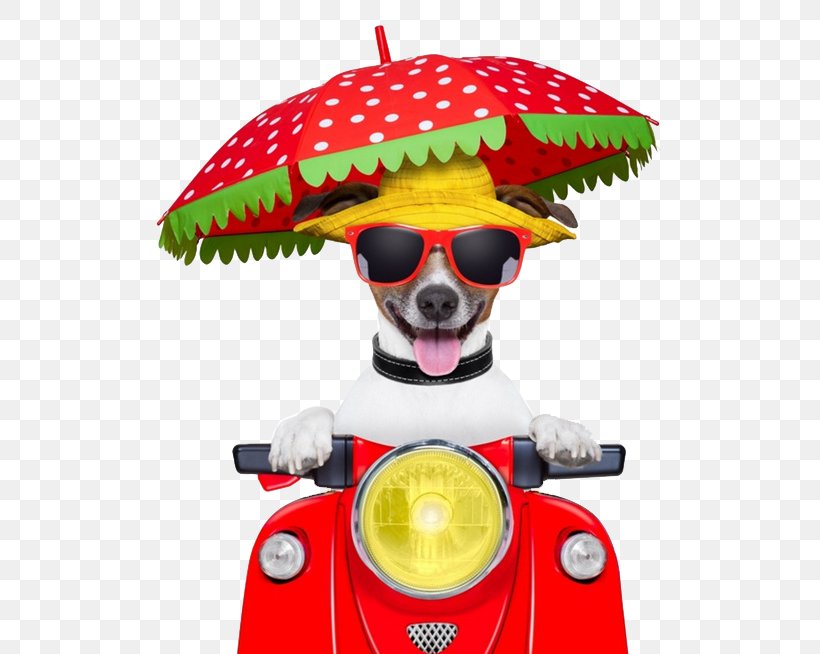 Jack Russell Terrier Puppy Scooter Motorcycle Stock Photography, PNG, 568x654px, Jack Russell Terrier, Bicycle, Dog, Driving, Food Download Free