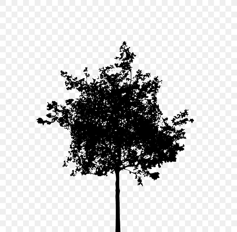 Silhouette Tree Clip Art, PNG, 568x800px, Silhouette, Art, Black And White, Branch, Leaf Download Free