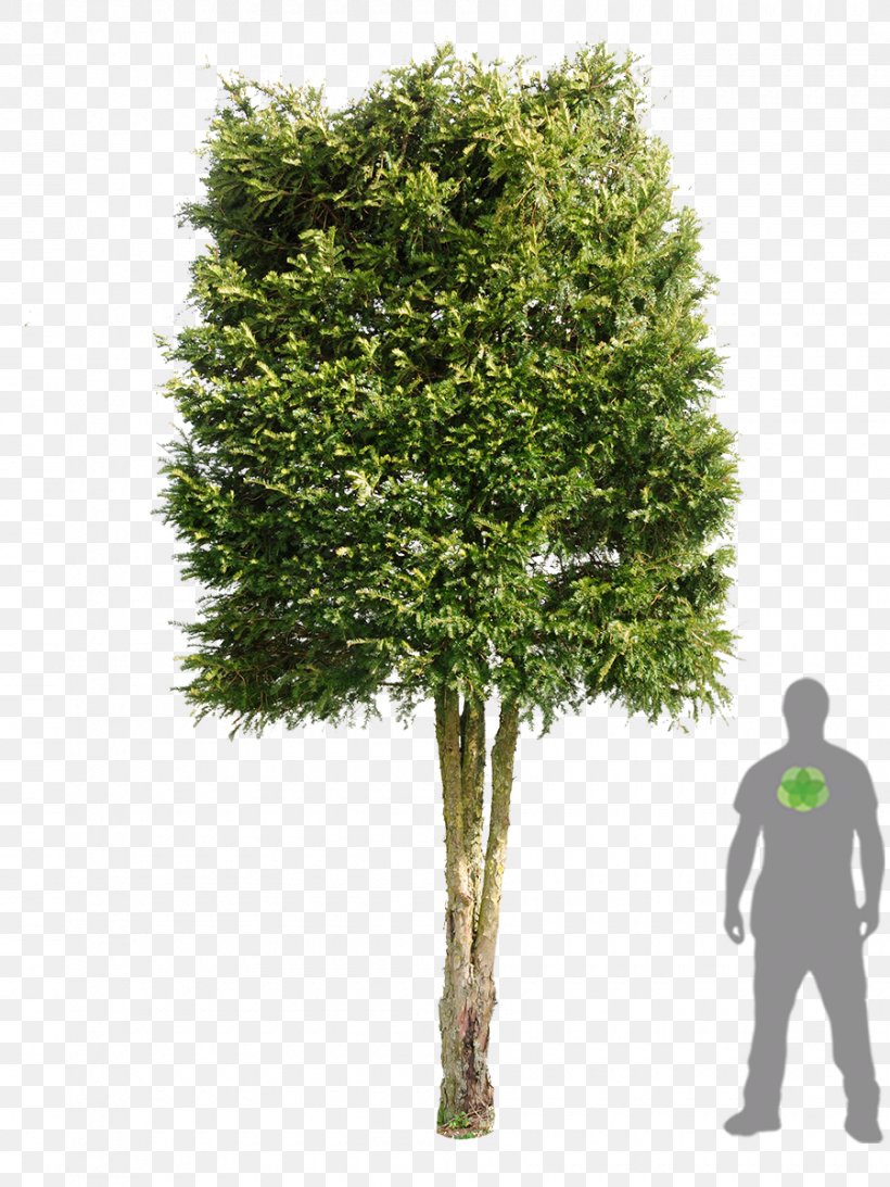 Tree Woody Plant Evergreen Shrub, PNG, 900x1200px, Tree, Branch, Branching, Evergreen, Grass Download Free