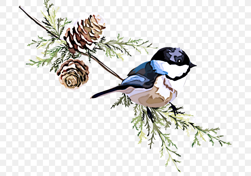 Bird Songbird Chickadee Perching Bird Plant, PNG, 700x573px, Bird, Beak, Black Billed Magpie, Black Capped Chickadee, Blue Jay Download Free