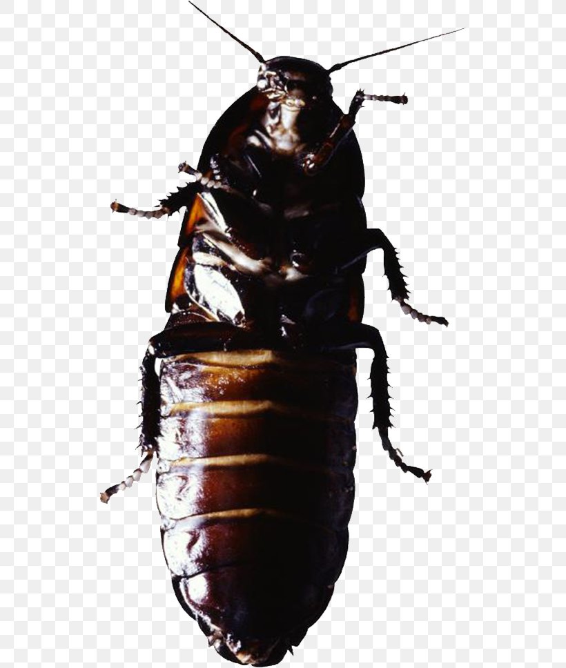 Cockroach Insect Pest Control, PNG, 534x968px, Cockroach, Arthropod, Beetle, Insect, Invertebrate Download Free