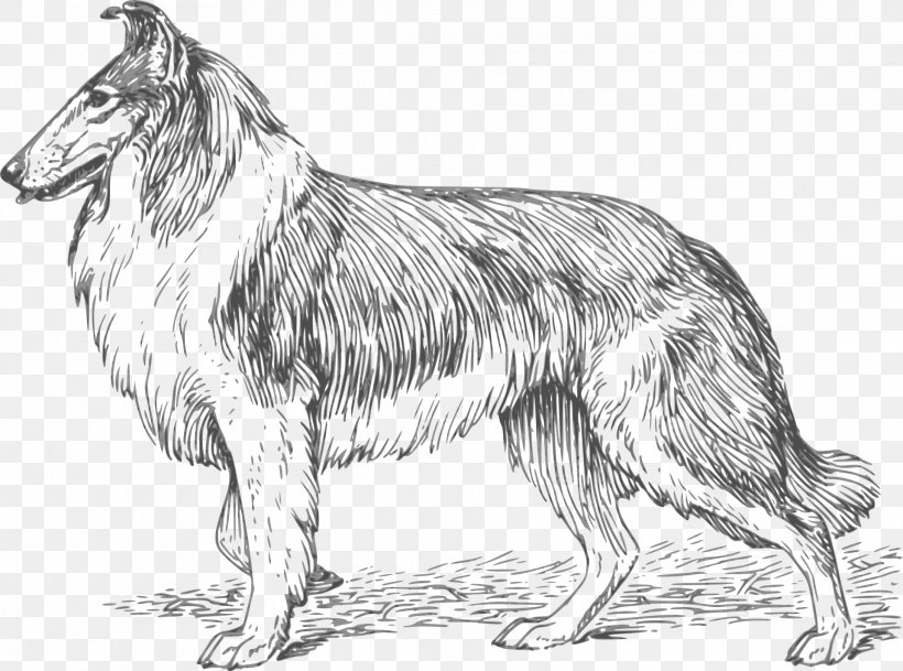 Rough Collie Border Collie Smooth Collie Bloodhound Puppy, PNG, 1920x1428px, Rough Collie, American Kennel Club, Artwork, Black And White, Bloodhound Download Free