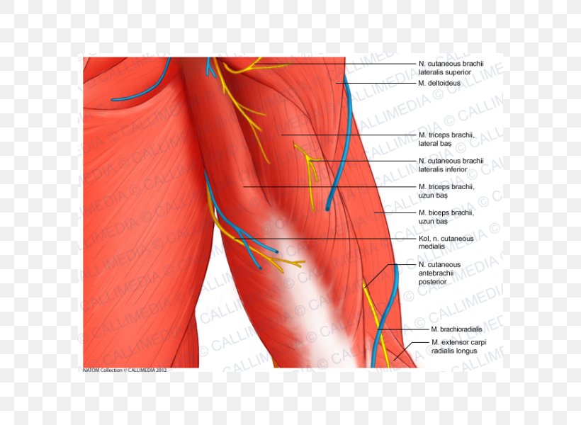 Shoulder Arm Muscle Anatomy Coronal Plane, PNG, 600x600px, Watercolor, Cartoon, Flower, Frame, Heart Download Free