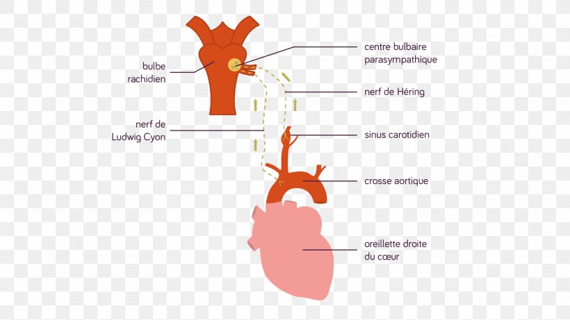 Baroreceptor Aorta Presio Arterial Aortic Arch Artery, PNG, 1920x1081px, Watercolor, Cartoon, Flower, Frame, Heart Download Free