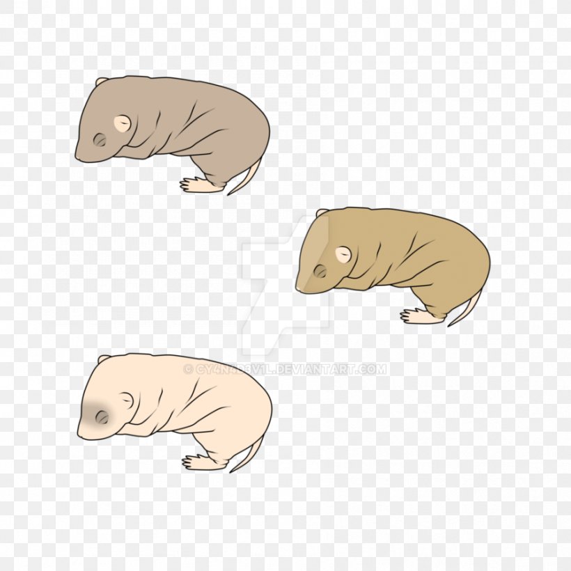 DeviantArt Rattery Canidae Bear, PNG, 894x894px, Art, Anteater, Artist, Bear, Canidae Download Free