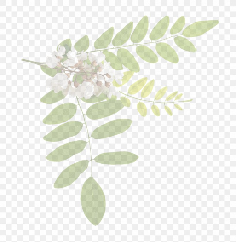 Acacia Tree, PNG, 1293x1330px, Black Locust, Acacia, Branch, Flower, Honey Locust Download Free