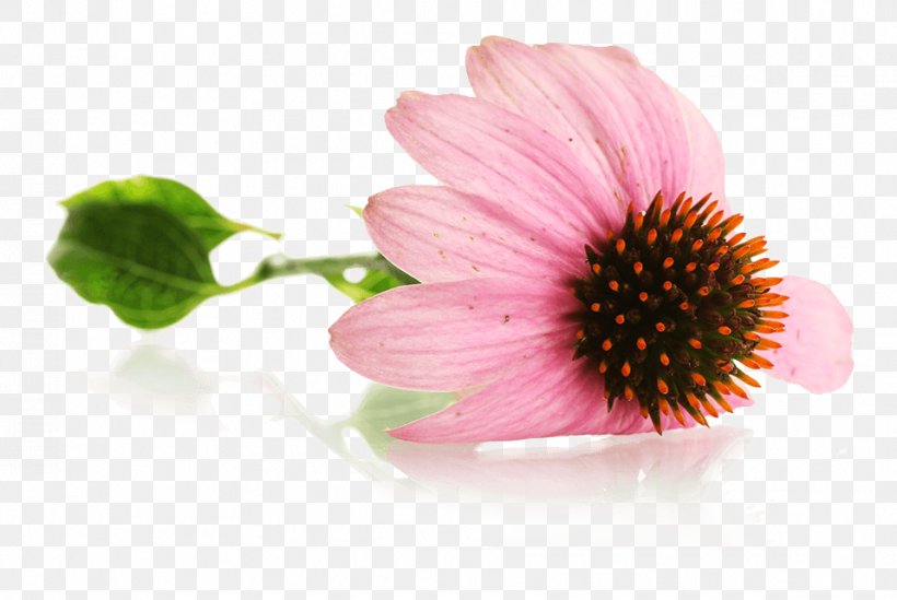 Echinacea Purpurea Mug Coneflower, PNG, 958x642px, Echinacea Purpurea, Coneflower, Daisy, Daisy Family, Flower Download Free