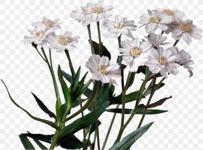 Flower Drawing, PNG, 1200x887px, Flower, Art, Aster, Daisy Family, Drawing Download Free
