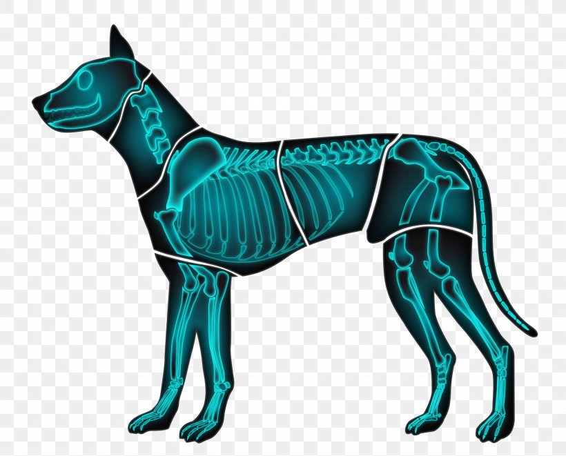 Italian Greyhound Dog Breed Great Dane Whippet Korean Jindo, PNG, 2560x2066px, Italian Greyhound, Animal, Blog, Carnivoran, Dog Download Free