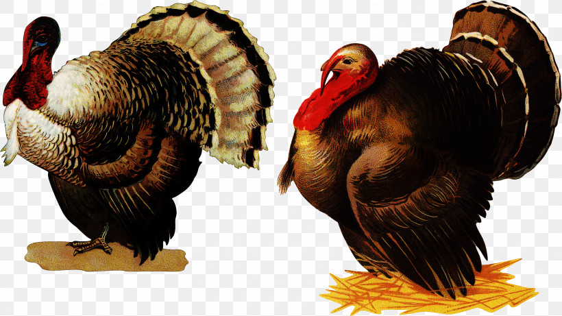 Wild Turkey Turkey Bird Beak Wing, PNG, 2936x1651px, Wild Turkey, Beak, Bird, California Condor, Turkey Download Free