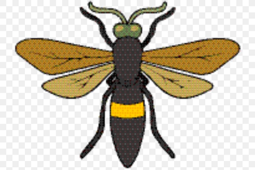 Honey Background, PNG, 743x549px, Honey Bee, Arthropod, Bee, Blister Beetles, Bumblebee Download Free