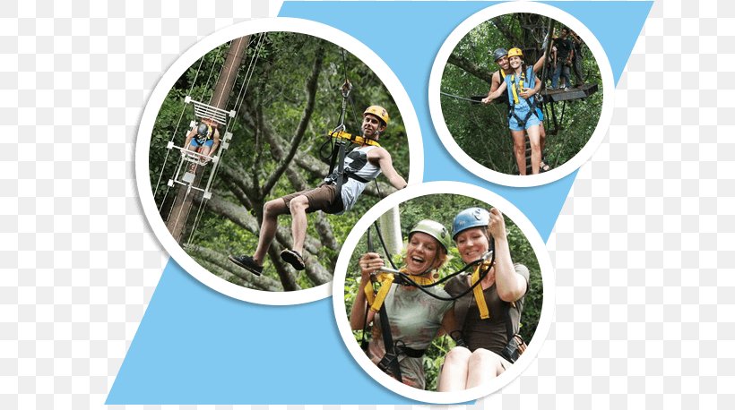 Jungle M Chiang Mai Rainforest Adventure, PNG, 646x458px, Jungle, Adventure, Adventure Film, Biologist, Biology Download Free