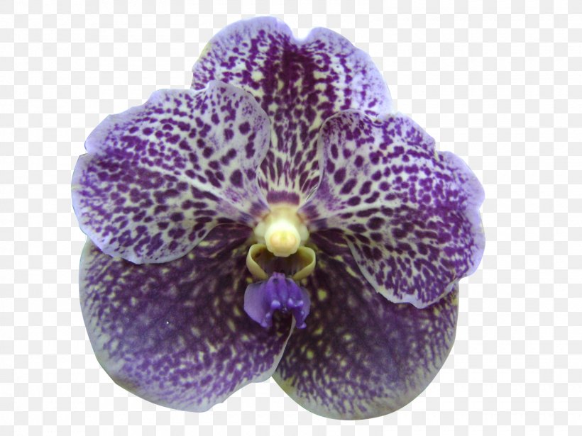 Singapore Orchid Moth Orchids Violet Lilac Purple, PNG, 1600x1200px, Singapore Orchid, Bud, Color, Deep Purple, Flower Download Free