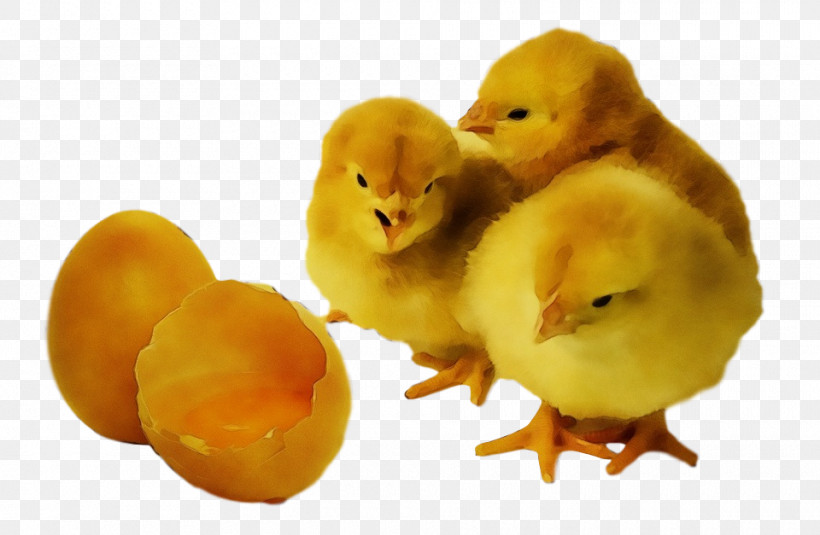 Yellow Bird Chicken Water Bird Duck, PNG, 960x627px, Watercolor, Bird, Chicken, Duck, Ducks Geese And Swans Download Free