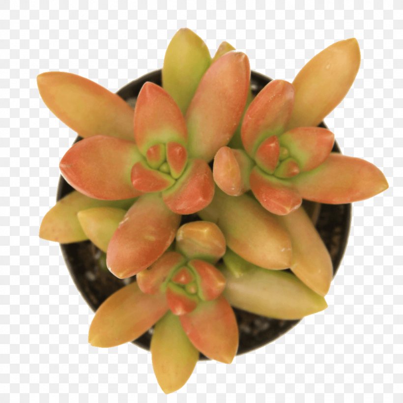 Sedum Rubrotinctum Sedum Adolphi Succulent Plant Sedum Morganianum Echeveria, PNG, 1024x1024px, Sedum Rubrotinctum, Bulb, Echeveria, Echeveria Colorata, Flowerpot Download Free