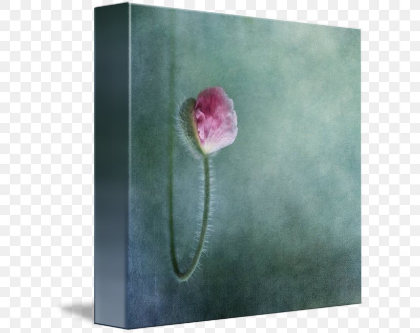 Art Canvas Centimeter Wall, PNG, 606x650px, Art, Canvas, Centimeter, Flower, Flowering Plant Download Free