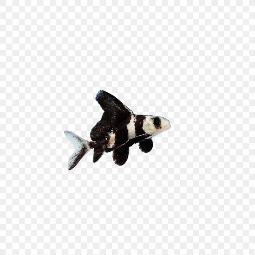 Butterfly Tail Telescope Common Carp Fish Chinese High-fin Banded Shark, PNG, 851x851px, Butterfly Tail, Airplane, Akwarium Holenderskie, Aquarium, Carassius Auratus Download Free
