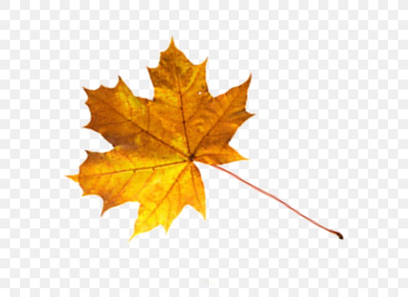 Maple Leaf Drawer, PNG, 674x598px, Maple, Blog, Drawer, Family, Leaf Download Free