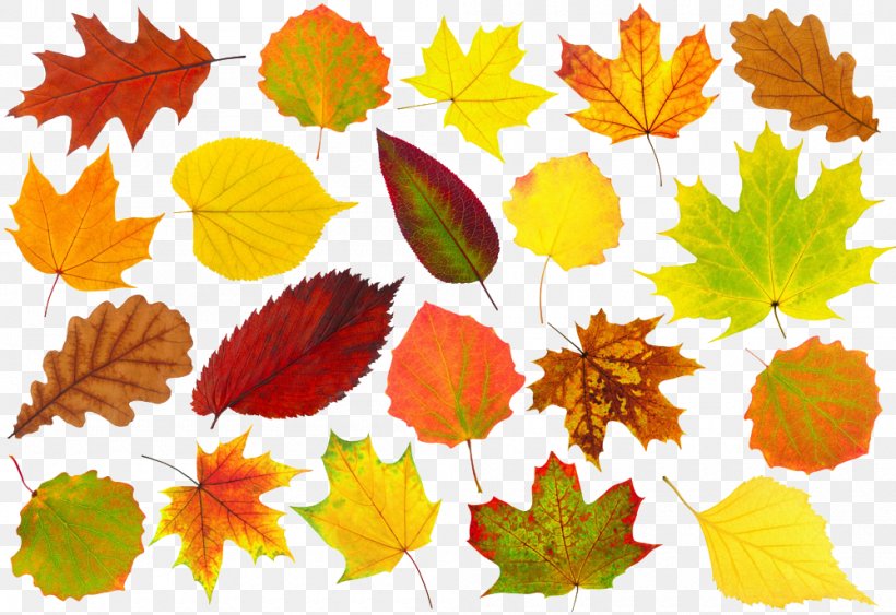 Autumn Leaf Color, PNG, 1000x687px, Autumn Leaf Color, Autumn, Birch, Color, Deciduous Download Free