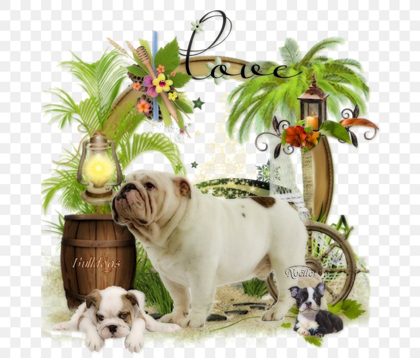 Bulldog Dog Breed Non-sporting Group Snout, PNG, 700x700px, Bulldog, Breed, Carnivoran, Dog, Dog Breed Download Free