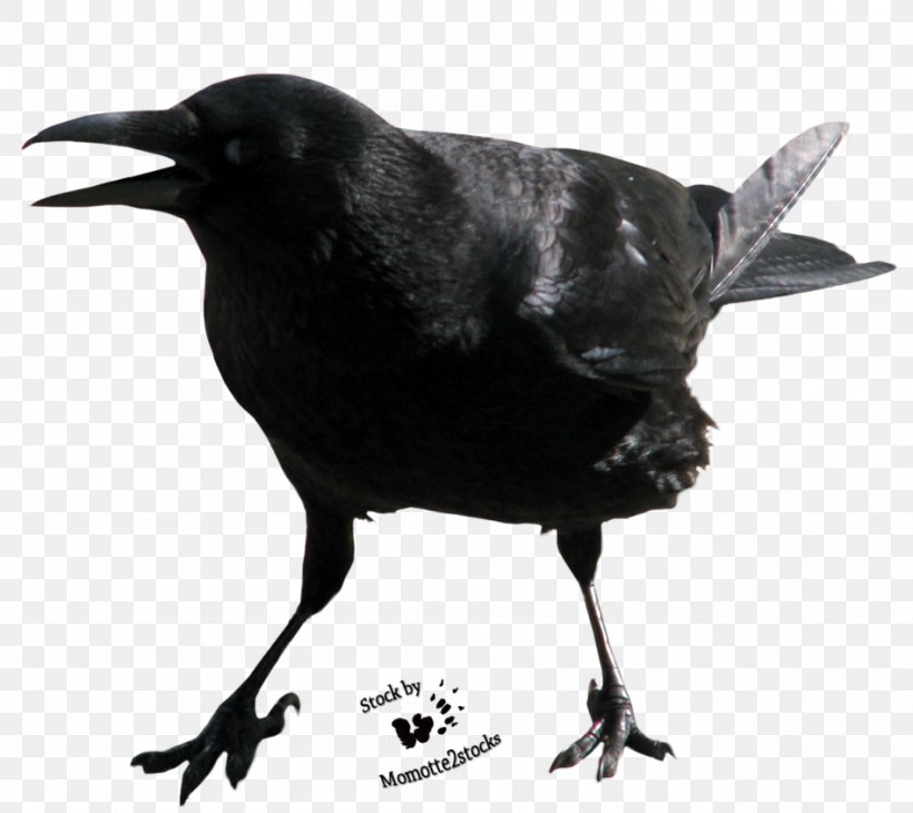 Crows Clip Art, PNG, 947x844px, American Crow, Bbcode, Beak, Bird, Black And White Download Free