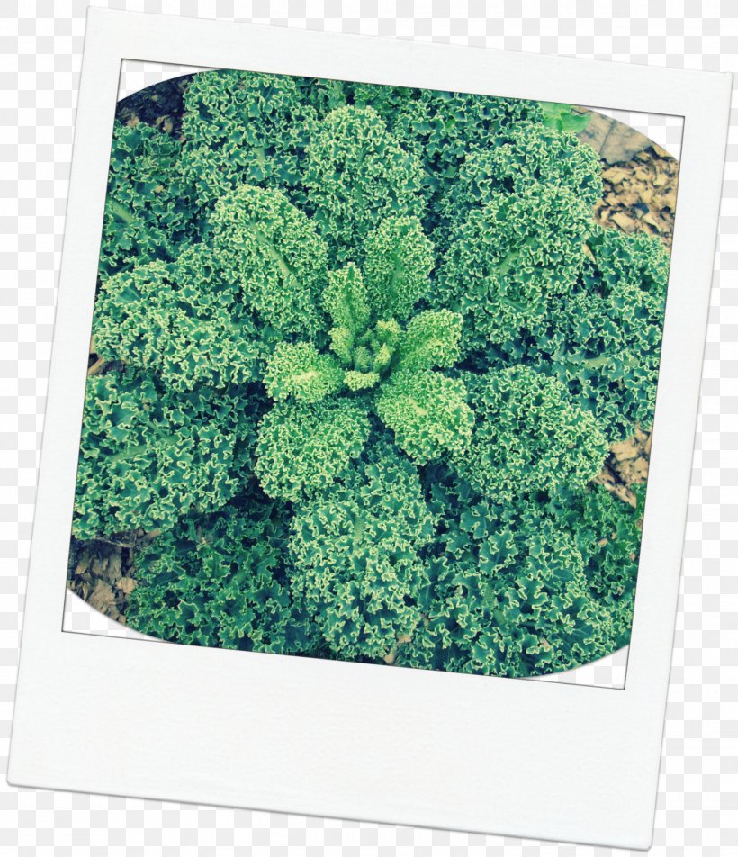Leaf Vegetable Tree Herb Shrub, PNG, 1525x1771px, Leaf Vegetable, Grass, Green, Herb, Leaf Download Free