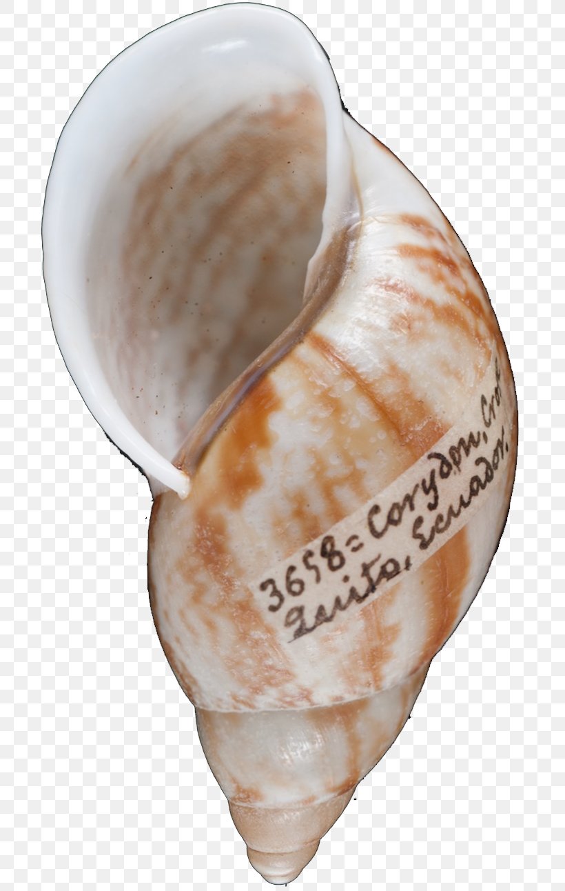 Conchology Seashell Shankha, PNG, 712x1292px, Conchology, Conch, Sea Snail, Seashell, Shankha Download Free