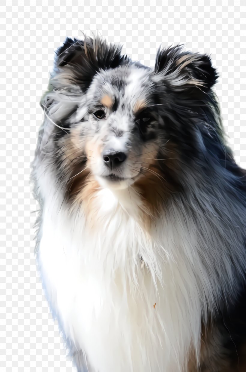 Cute Border, PNG, 1628x2456px, Cute Dog, Animal, Australian Shepherd, Border Collie, Breed Download Free