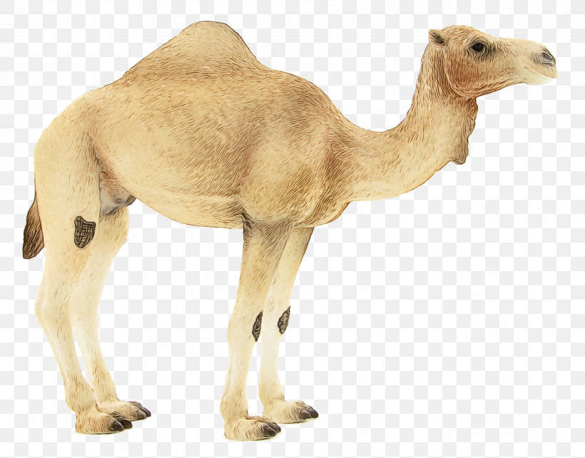 Dromedary Animal Figurine Snout Camels Biology, PNG, 2656x2081px, Watercolor, Animal Figurine, Biology, Camels, Dromedary Download Free