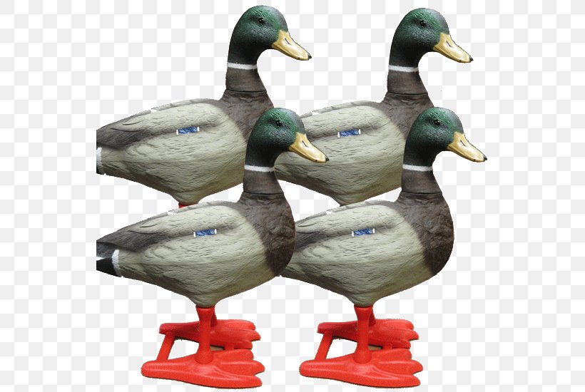 Mallard Goose Duck Teal Beak, PNG, 550x550px, Mallard, Animal, Beak, Bird, Duck Download Free