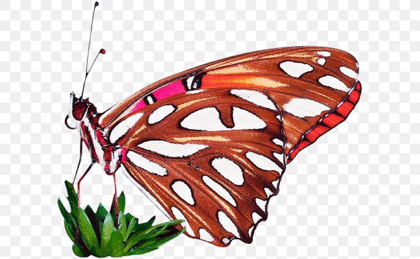 Monarch Butterfly Butterflies & Moths Glow Pack Glow In The Dark Butterflies PACK., PNG, 600x505px, Monarch Butterfly, Arthropod, Brush Footed Butterfly, Brushfooted Butterflies, Butterflies And Moths Download Free